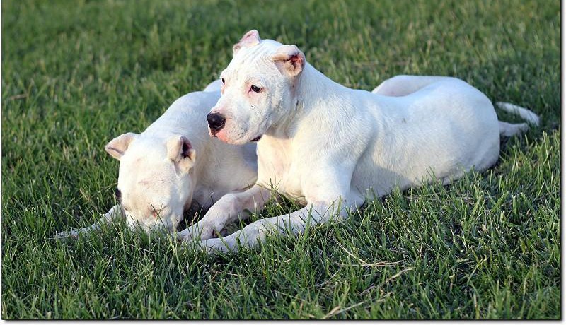 最新本季度健康萌宠出售赛级杜高犬 CKU认证绝对保障 可送货上门